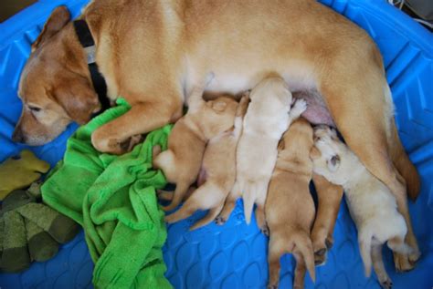 Please call (608) 770-2373, or email Becky Simmet at mookinikennelgmail. . Puppies for sale oahu